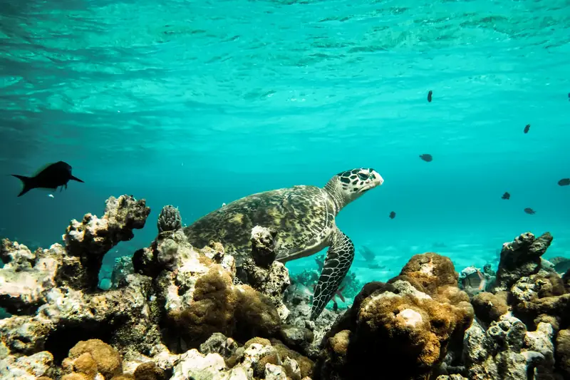Constance Moofushi Resort — barriera corallina (foto 7 di 8)