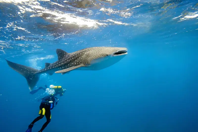 Dhigufaru Island Resort — house reef (photo 7 of 8)