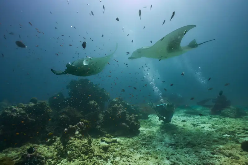Kudafushi Resort & Spa — house reef (photo 8 of 8)