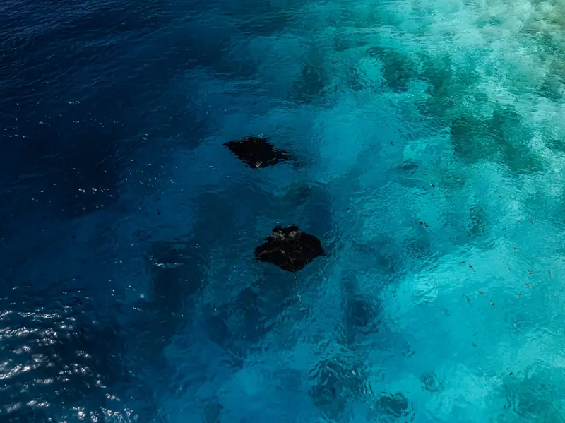 Sun Siyam Olhuveli Maldives — 珊瑚礁(第 7 张,共 8 张)