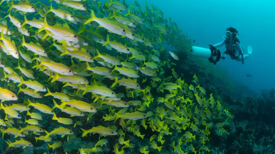 Um mergulhador nada ao lado de um grande cardume de peixes amarelos de recife