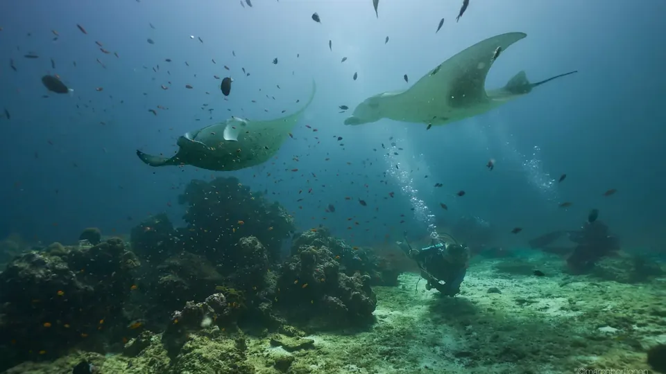 Manta klouzající nad potápěči u útesu