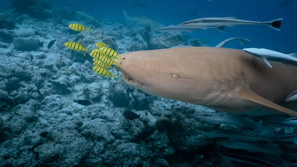 Um tubarão-lixa deslizando sobre o recife, com pequenos peixes amarelos ao lado